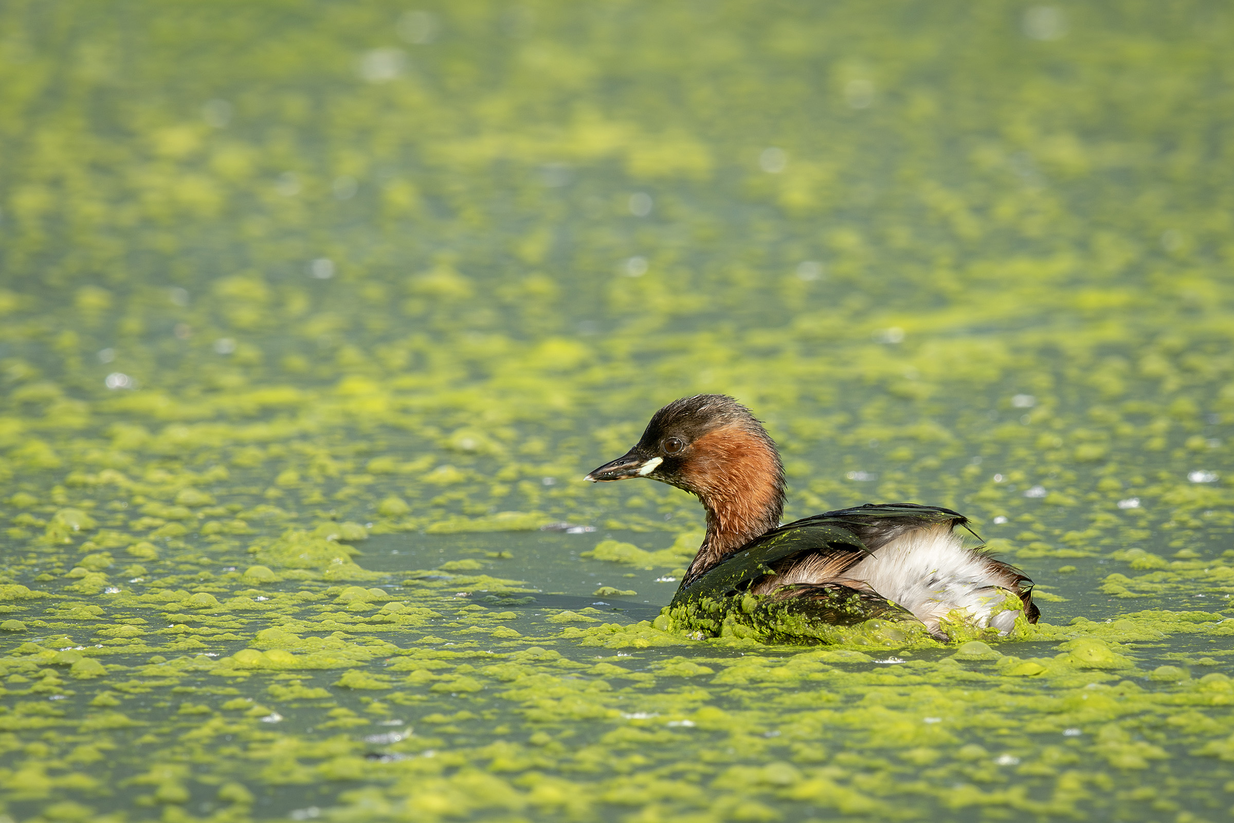 Høringssvar til Rudersdal Kommunes Strategi for Biodiversitet 2025
